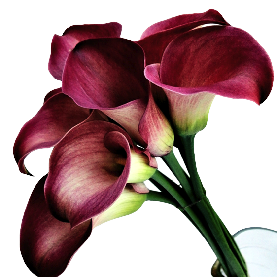 bukiet czerwonych calli